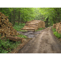 Snad tady nějaký les zůstane