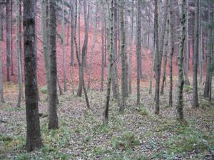 Podzimní les na mistrovstí EKP